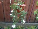 campanula isophyla alba
