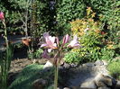 Nerine