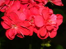 DSCN4035