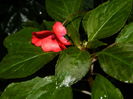 DSCN4038