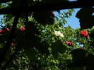 DSCN4063