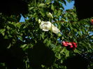 DSCN4065