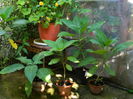 DSCN4072