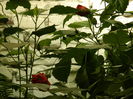 DSCN4079