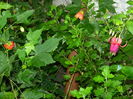 DSCN4134