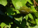 DSCN4160