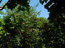 DSCN4161