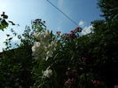 DSCN4170