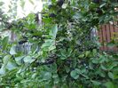 Fructe de Aronia coapte 18.07.2015