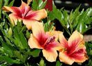 Hibiscus_rosa-sinensis_'Cuban_Variety'