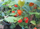 Physallis