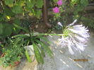 Agapanthus