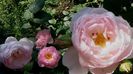 DSC00599