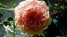DSC00601