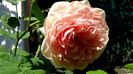 DSC00602