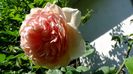 DSC00603