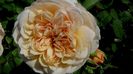 DSC00606