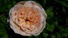 DSC00607