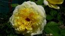 DSC00611