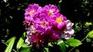 DSC00619