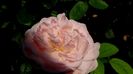 DSC00634