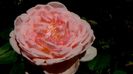 DSC00635
