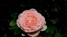 DSC00636