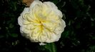 DSC00638