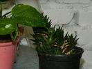 DSCN3793