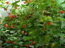 DSCN3805