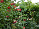 DSCN3816