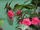 DSCN3856
