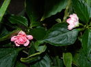 DSCN3863