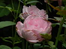 DSCN3868