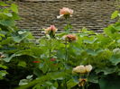 DSCN3876