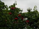 DSCN3881
