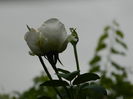 DSCN3886