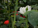 DSCN3887