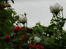 DSCN3888