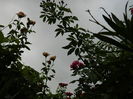 DSCN3889