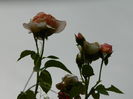 DSCN3892