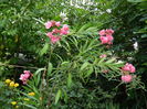 DSCN3895