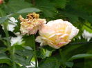 DSCN3897