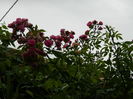 DSCN3902
