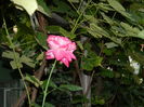 DSCN3903