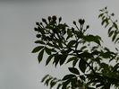DSCN3904