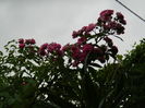 DSCN3905