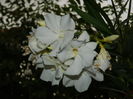 DSCN3906