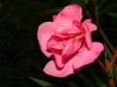 DSCN3907