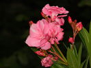 DSCN3908